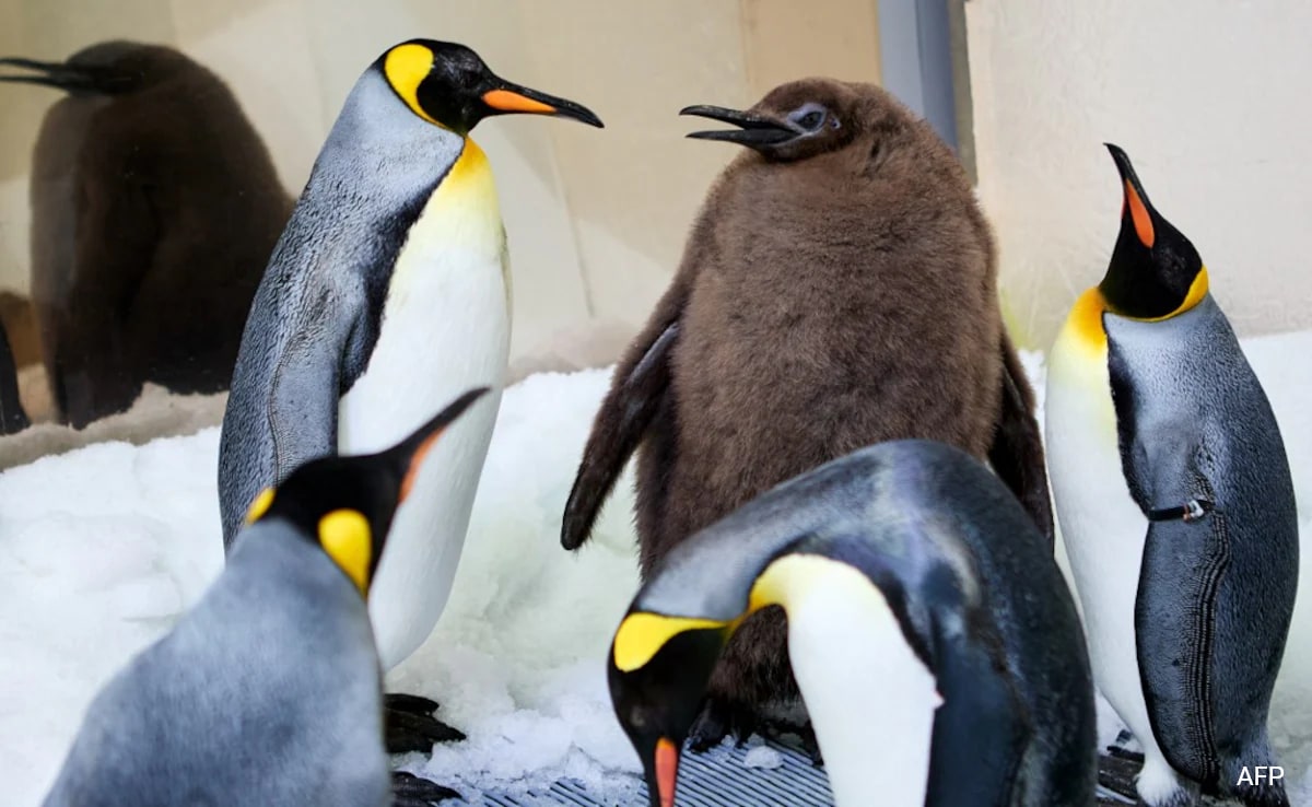 Pesto: The 22.5 Kg Baby Penguin That Has Gone Viral