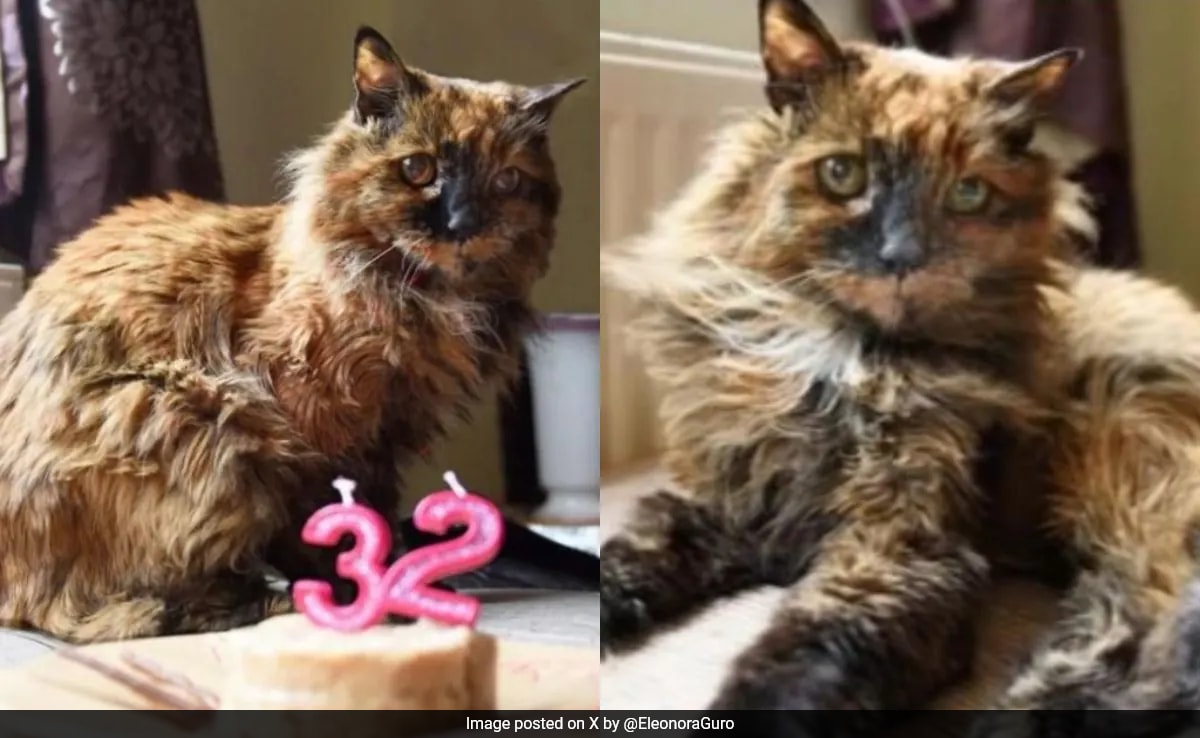 Rosie, The World's Oldest Cat, Dies At 33