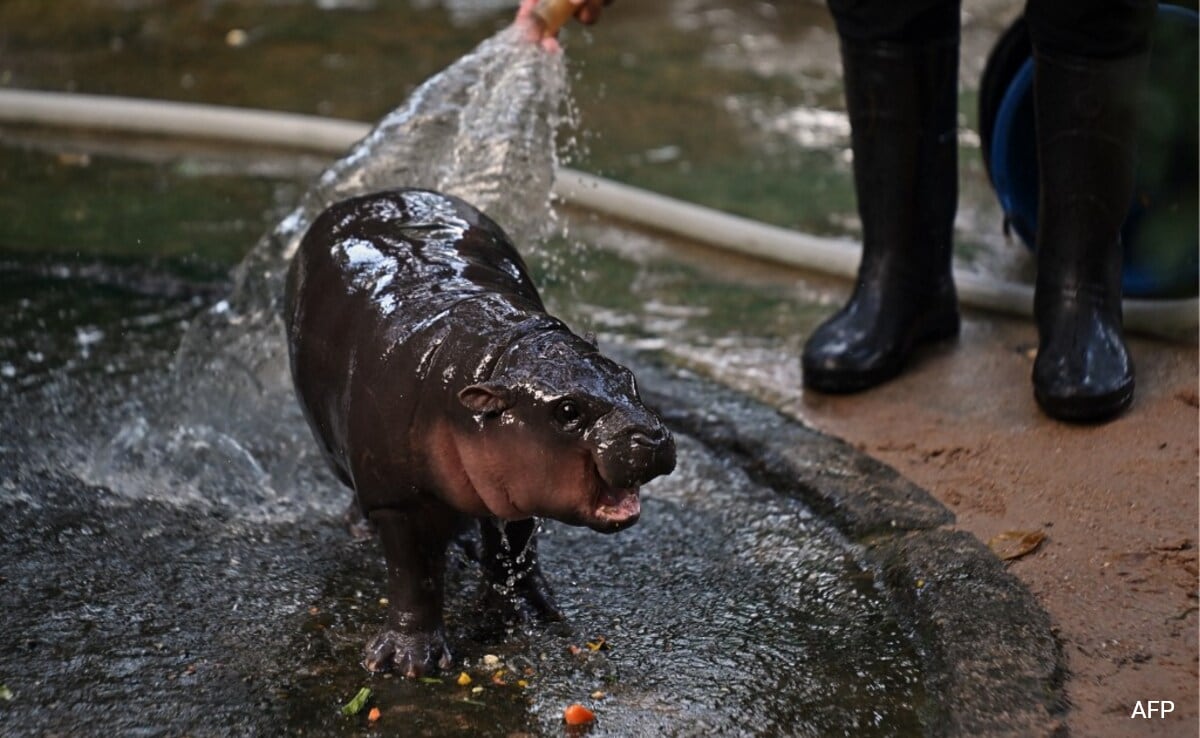 Thai Zoo That Homes Viral Pygmy Hippo 'Moo Deng' Earns 4 Times More Now