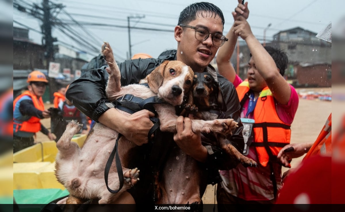 Typhoon Gaemi Leaves Behind Heartbreaking Images Of Pets Left To Perish