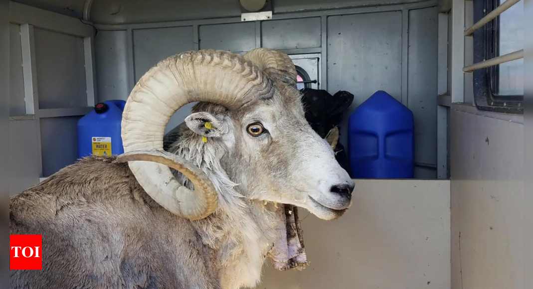 Montana man sentenced to prison for breeding hybrid sheep using smuggled DNA | World News - Times of India