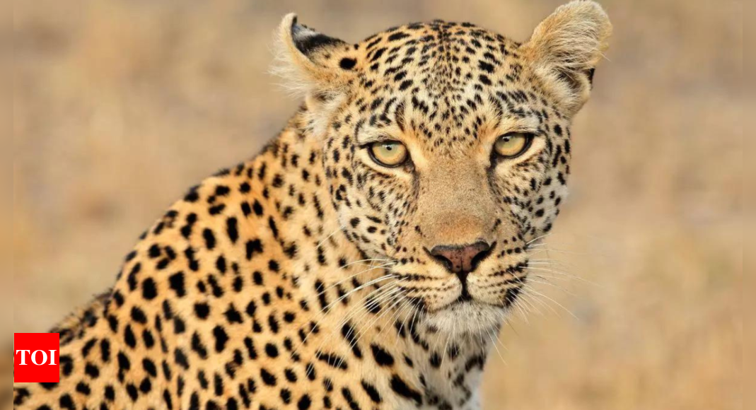 Trapped leopard gasps to death as foresters wait 12 hours for darts | India News