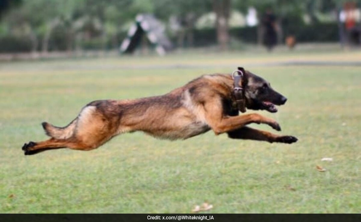 “Our True Hero”: Army Dog Phantom Dies In Anti-Terror Op In J&K