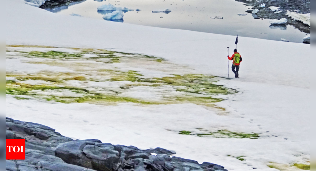 Antarctica turning green ‘dramatically’, trend accelerated over years, study finds