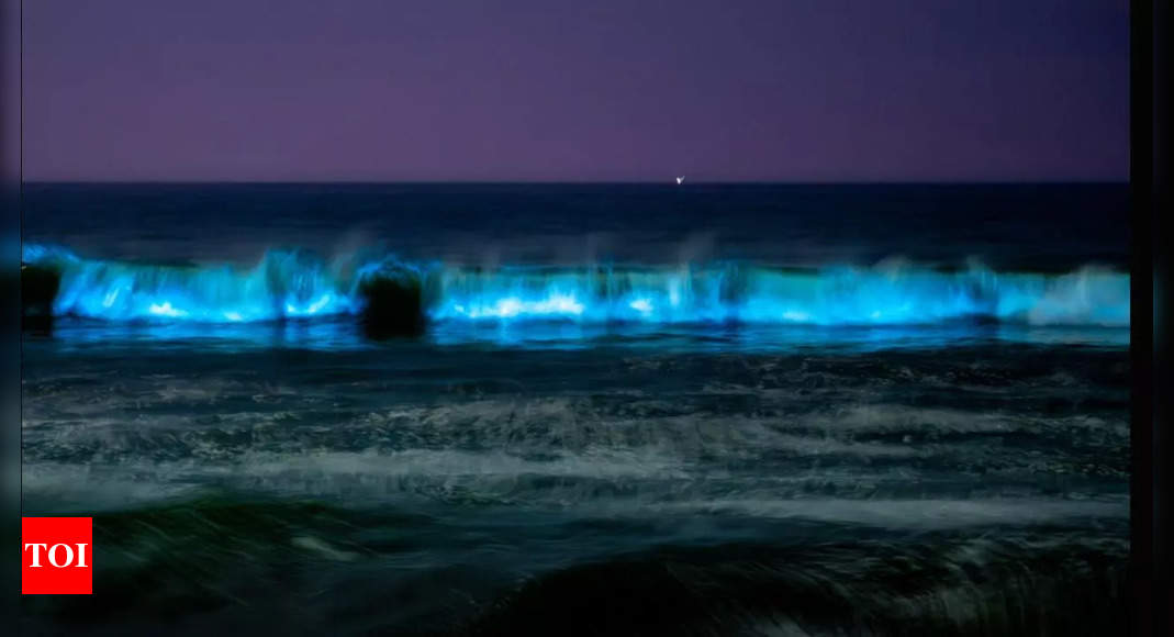 Chennai beaches illuminated by mesmerising bioluminescence and its significance