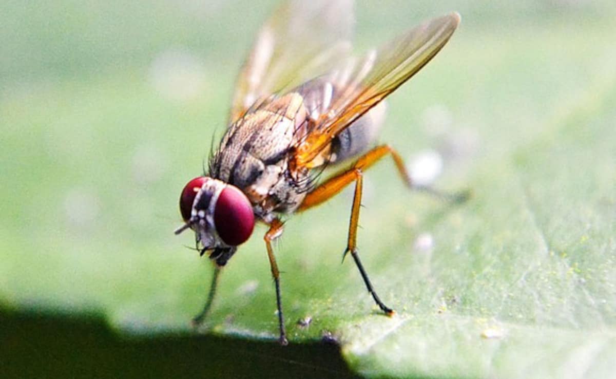 Scientists Map Fruit Fly Brain, Breakthrough For Human, Animal Insights