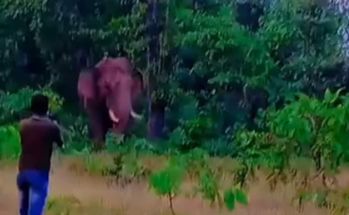 Selfie Gone Wrong: Wild Elephant Tramples Labourer To Death In Maharashtra