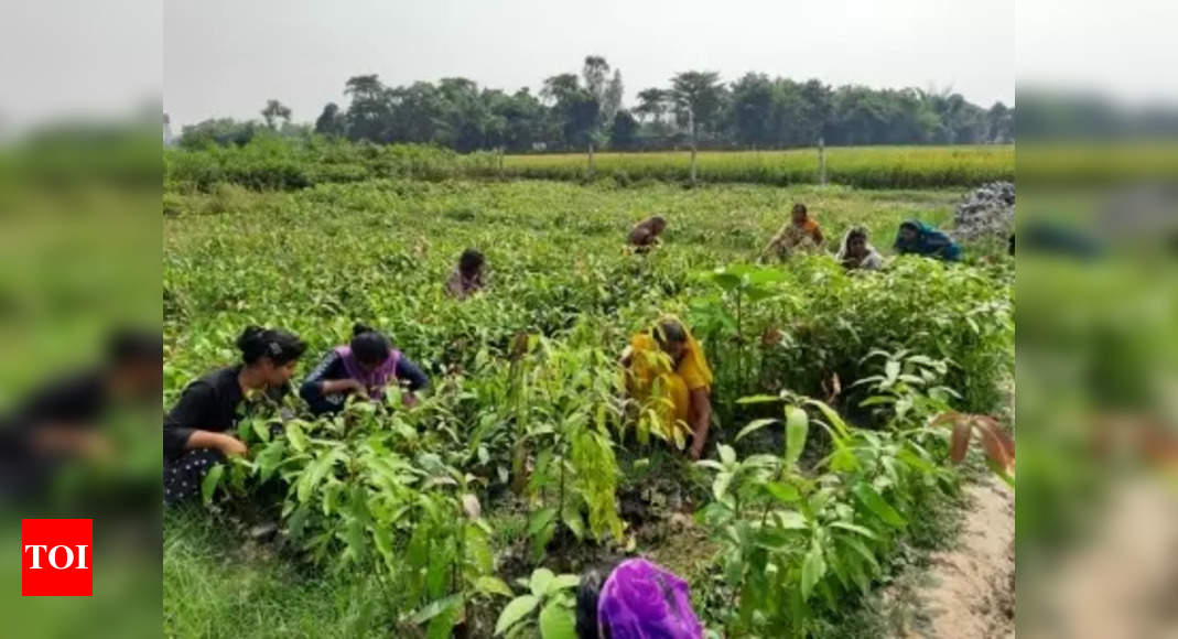 Estimates of all-time high paddy output to take Kharif food-grains production at record level during 2024-25 | India News