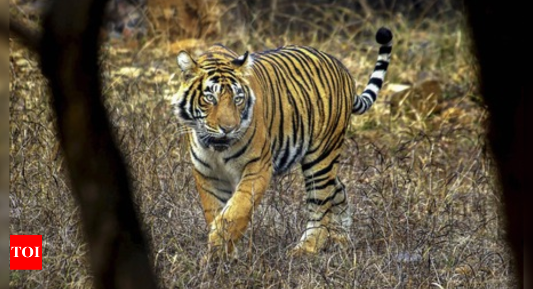 NTCA orders probe into 25 missing tigers of Ranthambore | India News