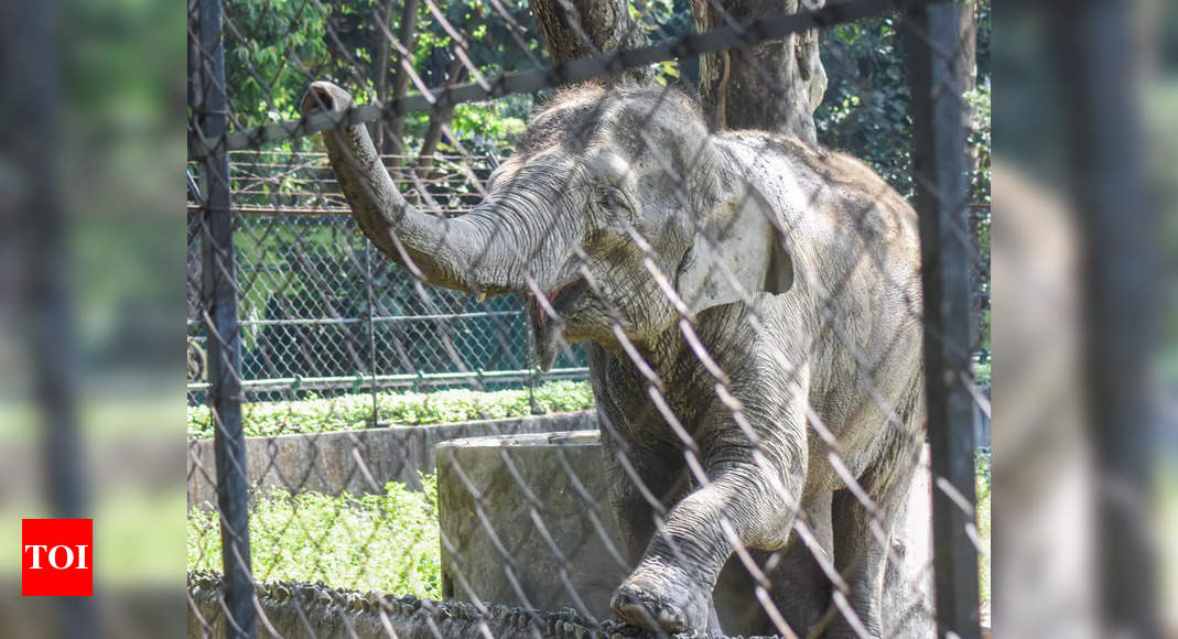 Rescued jumbo calf dies in MP