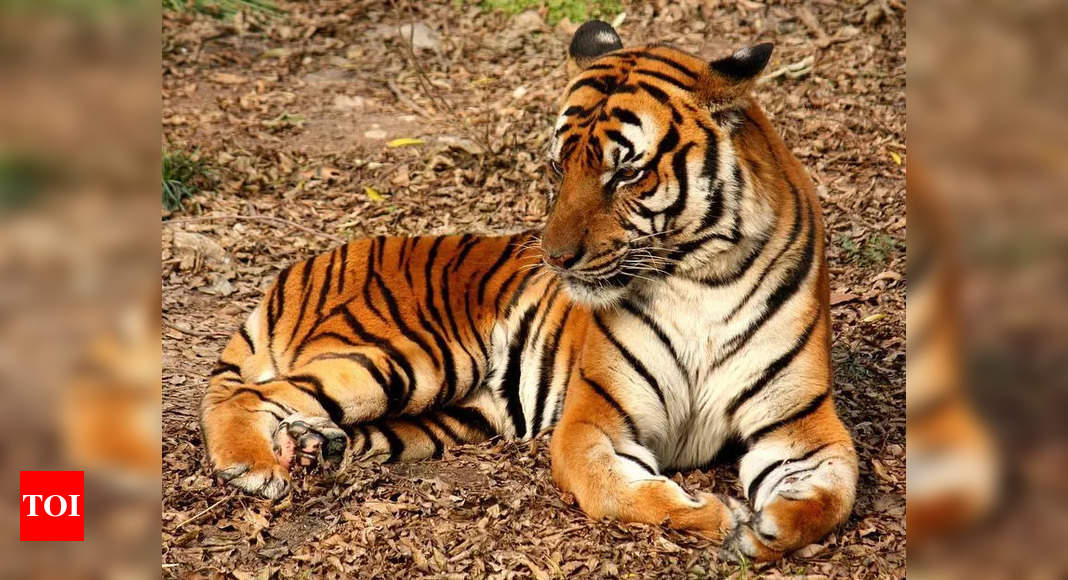 15-20 tigers missing from Telangana’s, claim activists | India News