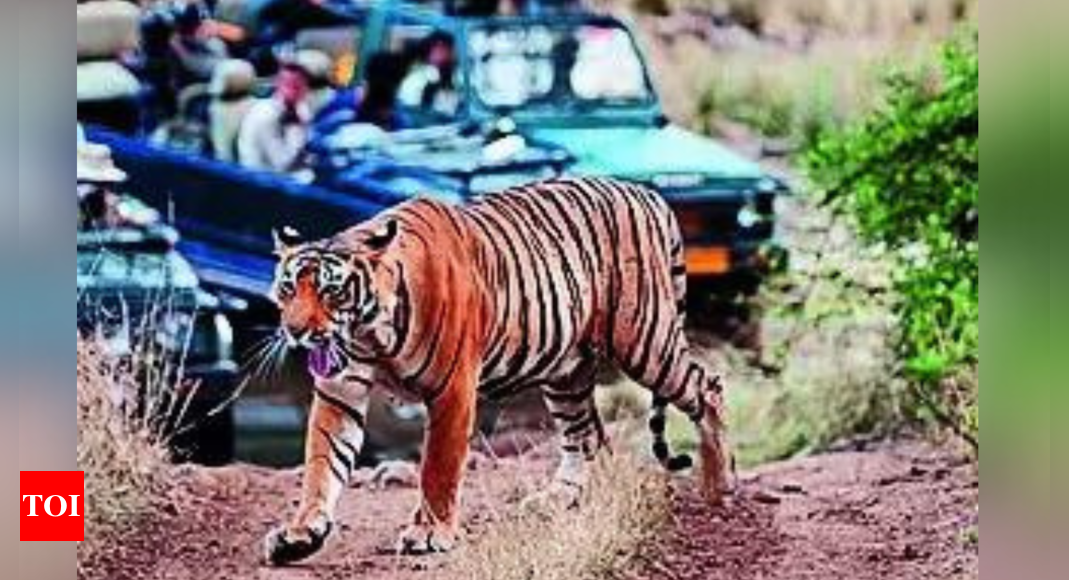 Ranthambore’s missing tigers: A tale of turf wars and human threat