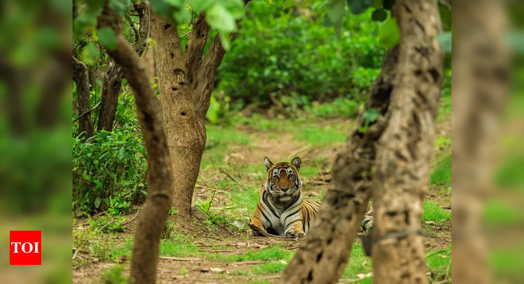 3-year-old male tiger added to Ramgarh Vishdhari Tiger Reserve in Rajasthan | India News