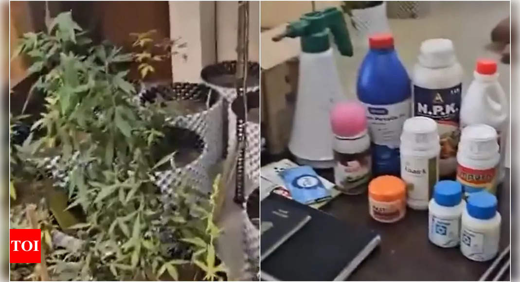 Greater Noida: Man arrested for cultivating 80 marijuana plants on balcony | India News