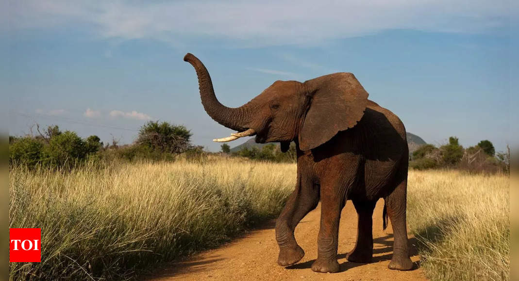 African elephants face shocking 70% population decline due to habitat loss and poaching; study finds