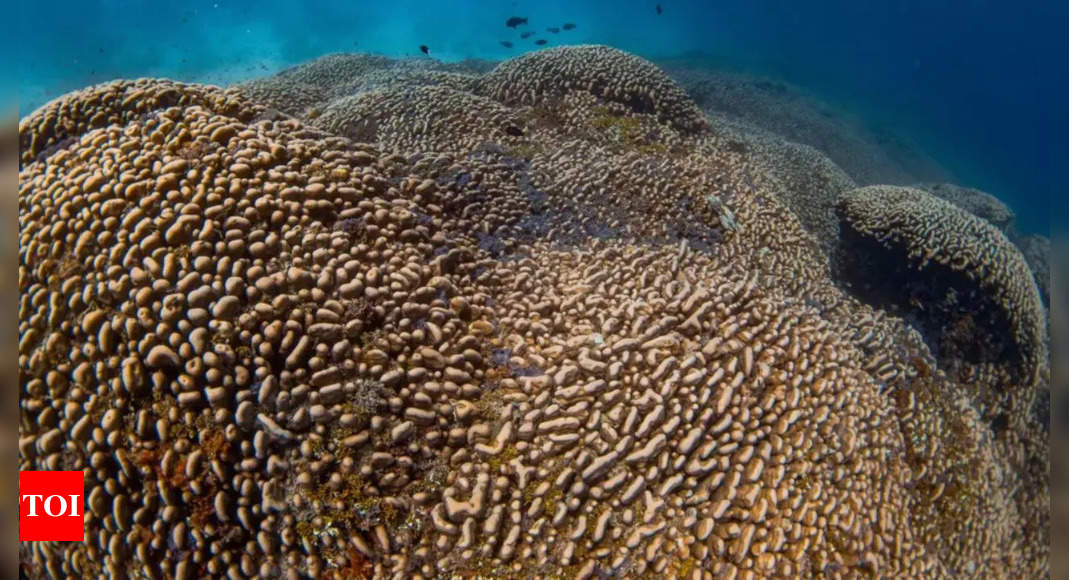 Scientists discover the largest coral colony on Earth in the Solomon Islands: Key insights on its size and age