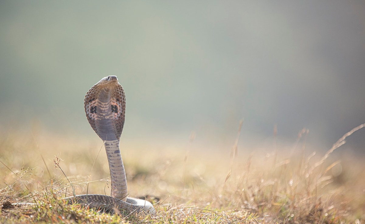 Centre Declares Snakebites A “Notifiable Disease” In India