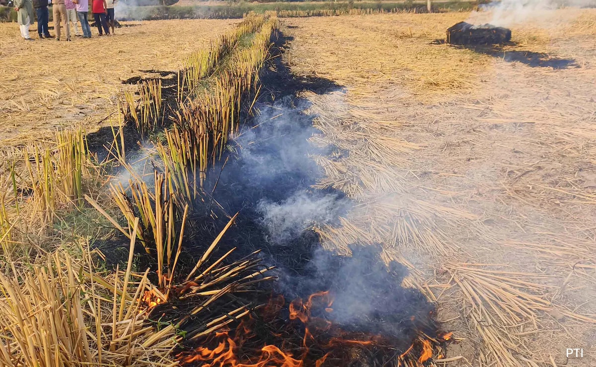 Punjab Reports 587 Farm Fires Today, Highest Single-Day Spike This Season