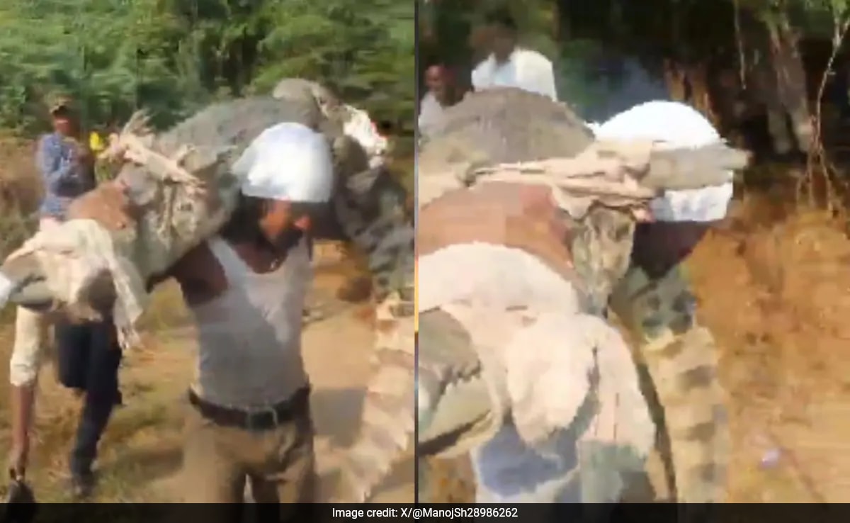 Watch: Indian Man Carries Crocodile On His Shoulder, Video Goes Viral