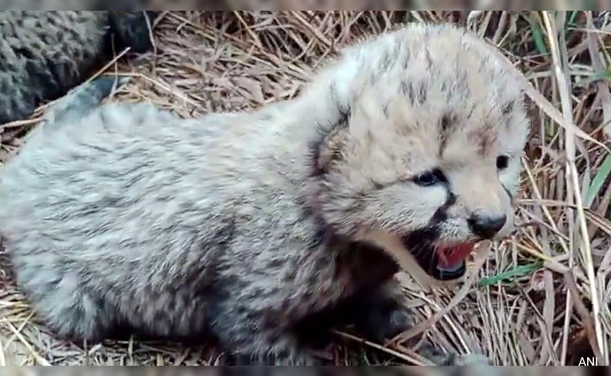 2 Cubs Born To Cheetah Neerva Found Dead At Kuno National Park